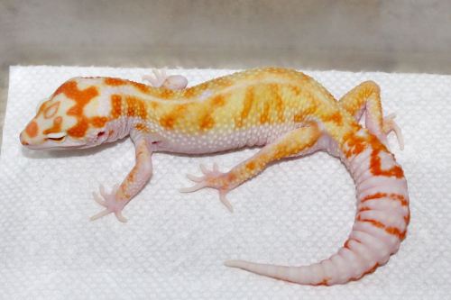 lunationgeckos:quietdoppelganger:followthebluebell:lunationgeckos:This guy is looking a lot like his