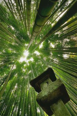 nostalgia-gallery:    Bamboo forest in Sagano,Arashiyama