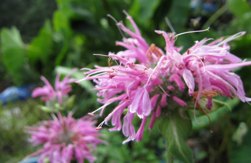 June 2013 - Monarda / Bee Balm Due to an accident, I lost all photos that I took from this past