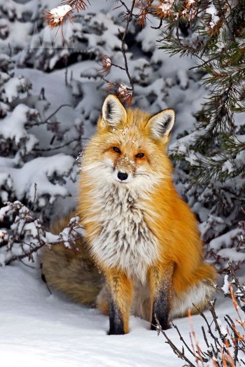 thelittleredfox:  What a beauty <3