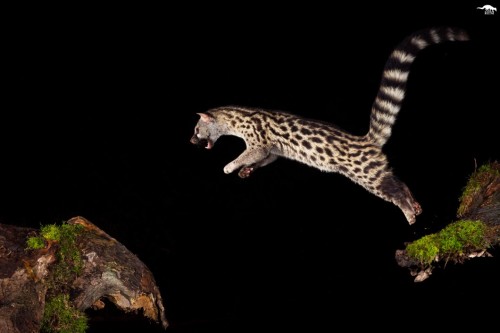 Genet (Genetta genetta)