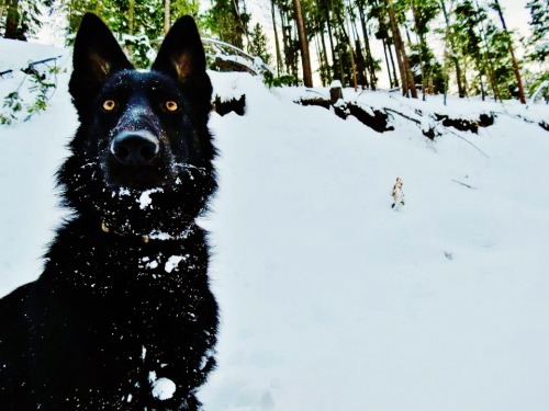 jaylynessa:  Here, have some pictures of my beautiful dog :)