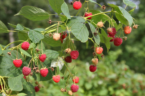 hqcreations: Food Preservation: Making Raspberry Fruit LeatherI miss the flavors of summer berries a