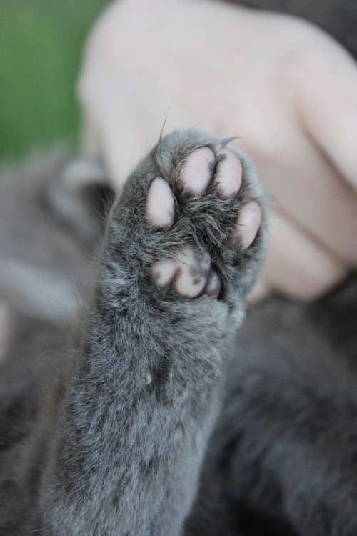 localbirdprince:LOOK AT THE TOE BEANS! And also this cat looked better in my clothes than me