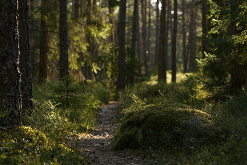 swedishlandscapes: Spring has arrived once again.