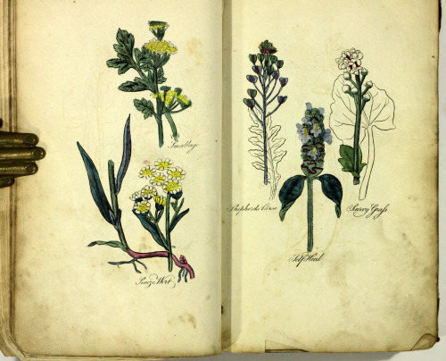 The British Herbal and family physician to which is added a dispensatory for the use of private fami