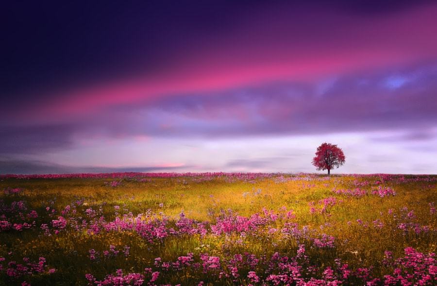 drxgonfly: Pink Tree &amp; Spring (by  Bess Hamiti)  Photographer’s: Instagram