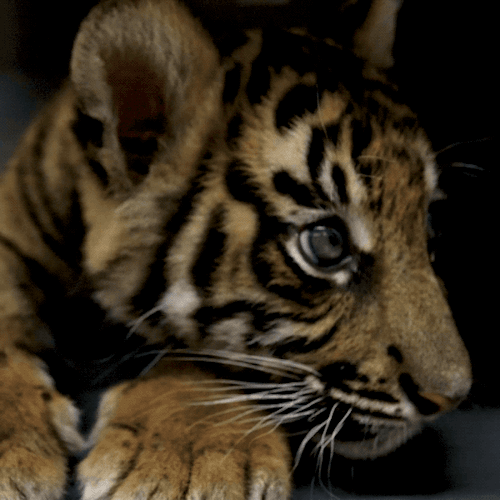 sdzoo: A new Sumatran tiger cub has joined the confiscated Bengal #RescueCub at the San Diego Zoo Sa