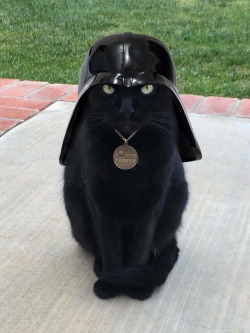 zumpie:  viralthings: I find your lack of