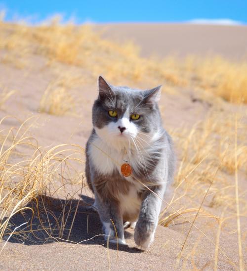 cuteness–overload:Oh lawd she comin’ (meet Rio the adventure cat!)Source: http://bit.ly/2XBDcJ