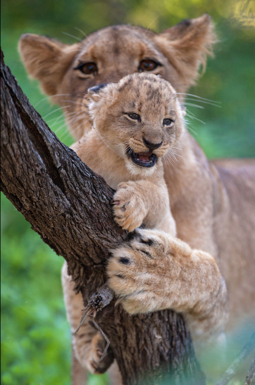 earthandanimals:  Mother and cub by Rudi Hulshof   