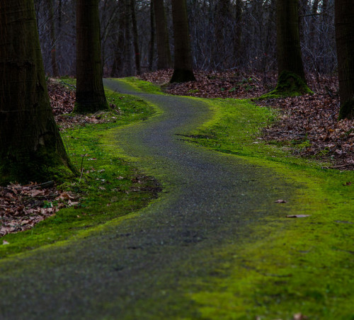 follow the ! by Arjan Grendelman on Flickr.