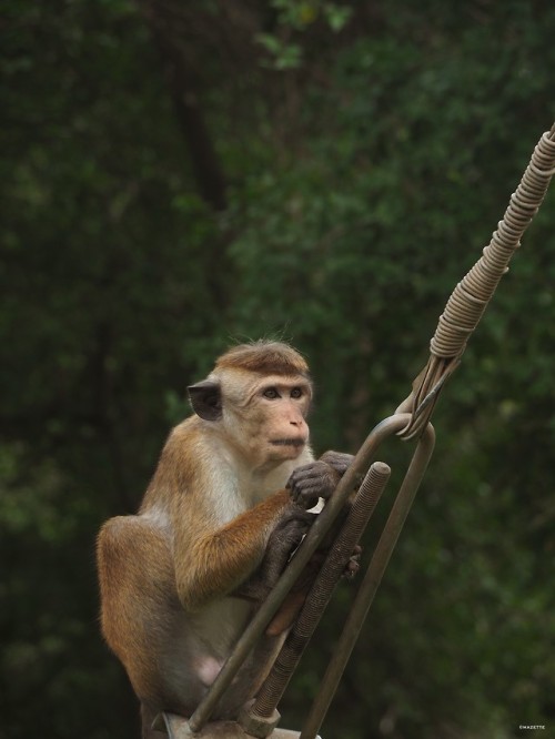 themazette:The Mazette: Sur le fil … (Anuradhapura -Sri Lanka)