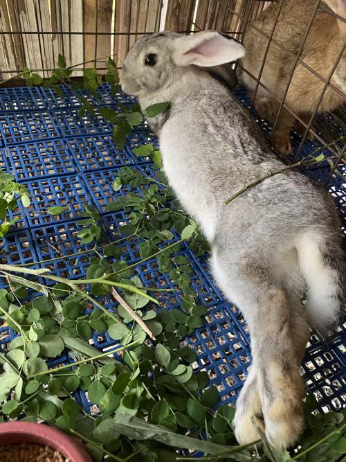 rabbitsoverload: Can you draw me like one of your French girls? -Milky