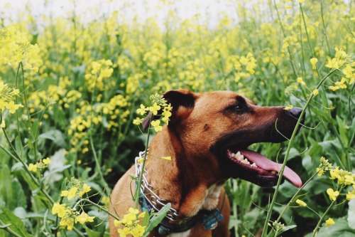 Bandit enjoying our run through the flower field. (Anna Xenitelis, 2015.)