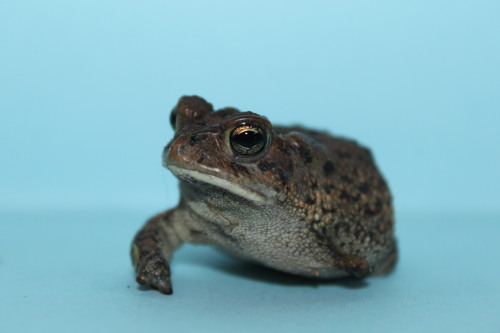 jappomutt: This little shit is Pudgington.He’s a one legged toad who wants to promote body pos