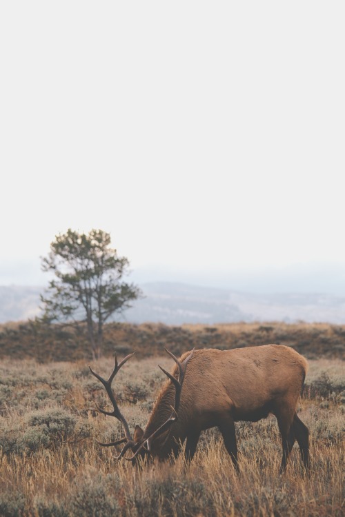 jaymegordon:Grand Teton National Park III ➾ Jayme Gordon