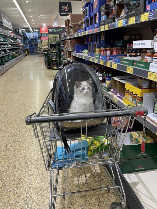 welikecatsandkittens: Honey I took the kitten shopping #cats #cutecats #bestmeow