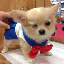 littlepinkhair:  tempestpaige:  kittwalker:  Sailor Moon cosplay for tiny dogs.  this photoset is the essence of my very being  Heroes we need 