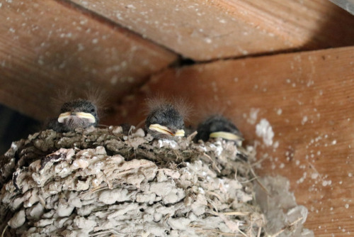 Barn swallow/ladusvala. The photos are taken from a distance, since I don’t want to disturb these ve