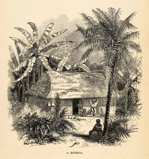 1888 Wood Engraving Bodega House Venezuela Hut Tree Landscape South America XGU6Year: 1888Type: Orig