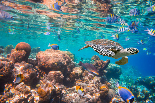 s-m0key:Hawksbill Turtle. Maldives Indian Ocean coral reef. By - Andrey Armyagov