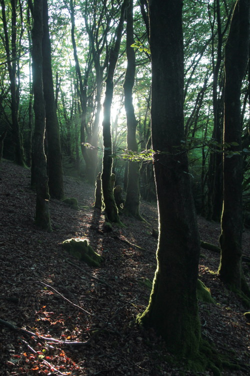 stephenearp:Sunday evening, Fernworthy.