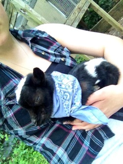 babygoatsandfriends:  onthebackofajackeduptailgate:  when Merlin was so tiny that I could hold him in one hand  this baby goat kind looks like a baby yoshi 