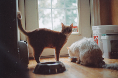 saucerful-of-secrets:  (by m-meow) 
