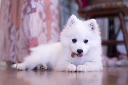 spartathesheltie:  @why-animals-do-the-thing a small but recent cute.  