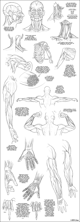 anatoref:Anatomy Tutorials, by DerSketchie