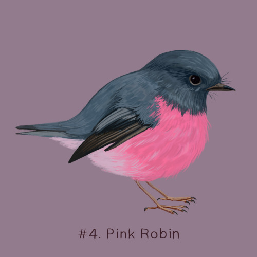 100 Weird Birds: Day 4This disgruntled pink robin is for day 4 of my 100 weird birds. The pink robin