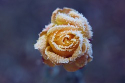 richardkralicek:  Frosty greetings from frozen