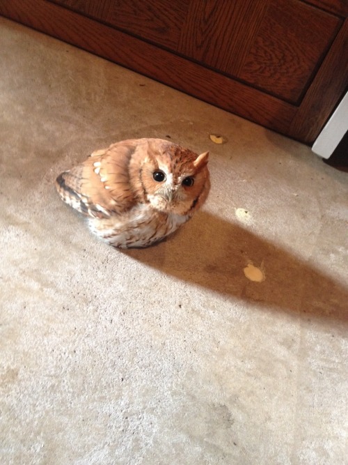 punkrockluna:  little-yogi:  It’s a cute little thing though.  What a weird cat. 