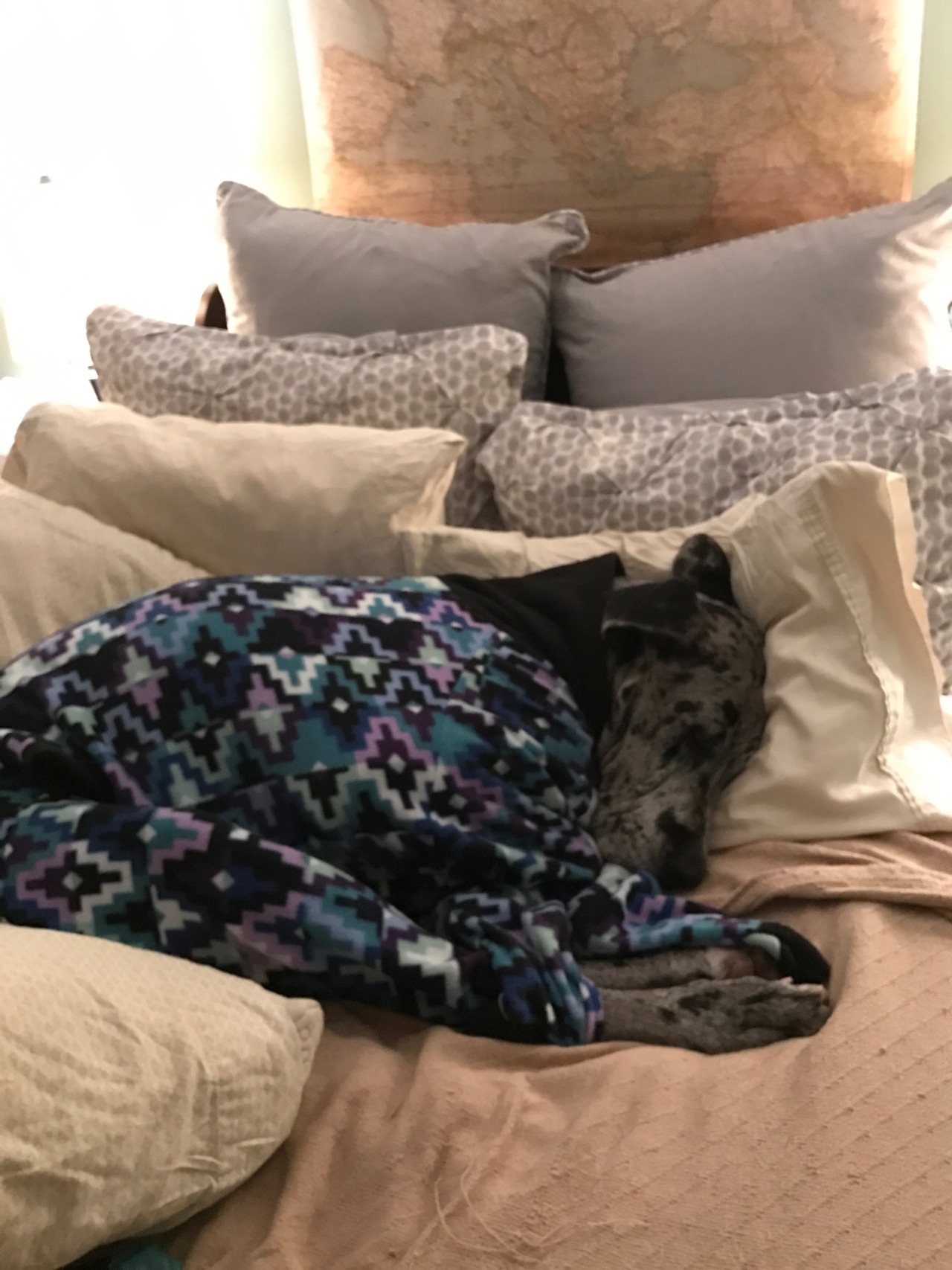 fat-mabari: localrose:  localrose:  my sister’s great dane doesn’t fit into store-size