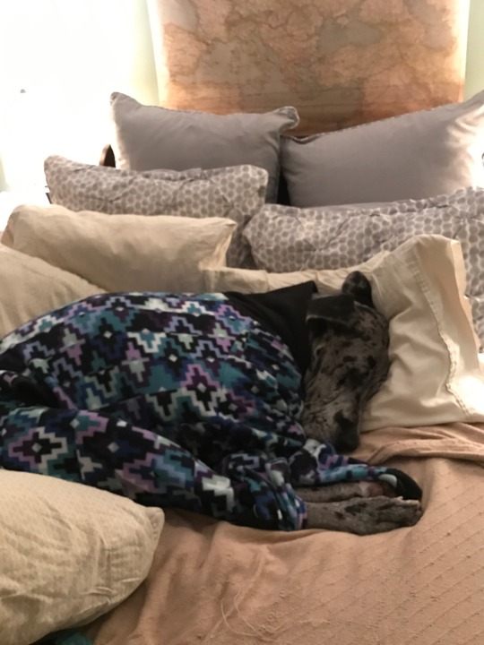 fat-mabari:  localrose:  localrose:  my sister’s great dane doesn’t fit into store-size doggy clothes so someone custom made flannel pj’s for her and now i’m crying  an update: they are Good Pajamas  This is why I keep my tumblr account folks.