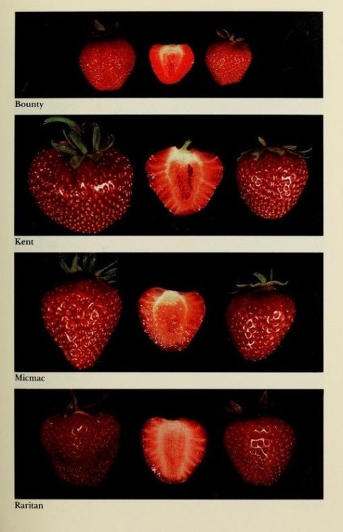 nemfrog:Varieties of strawberries. Cultivars de fraisiers pour l'est de Canada. 1982.