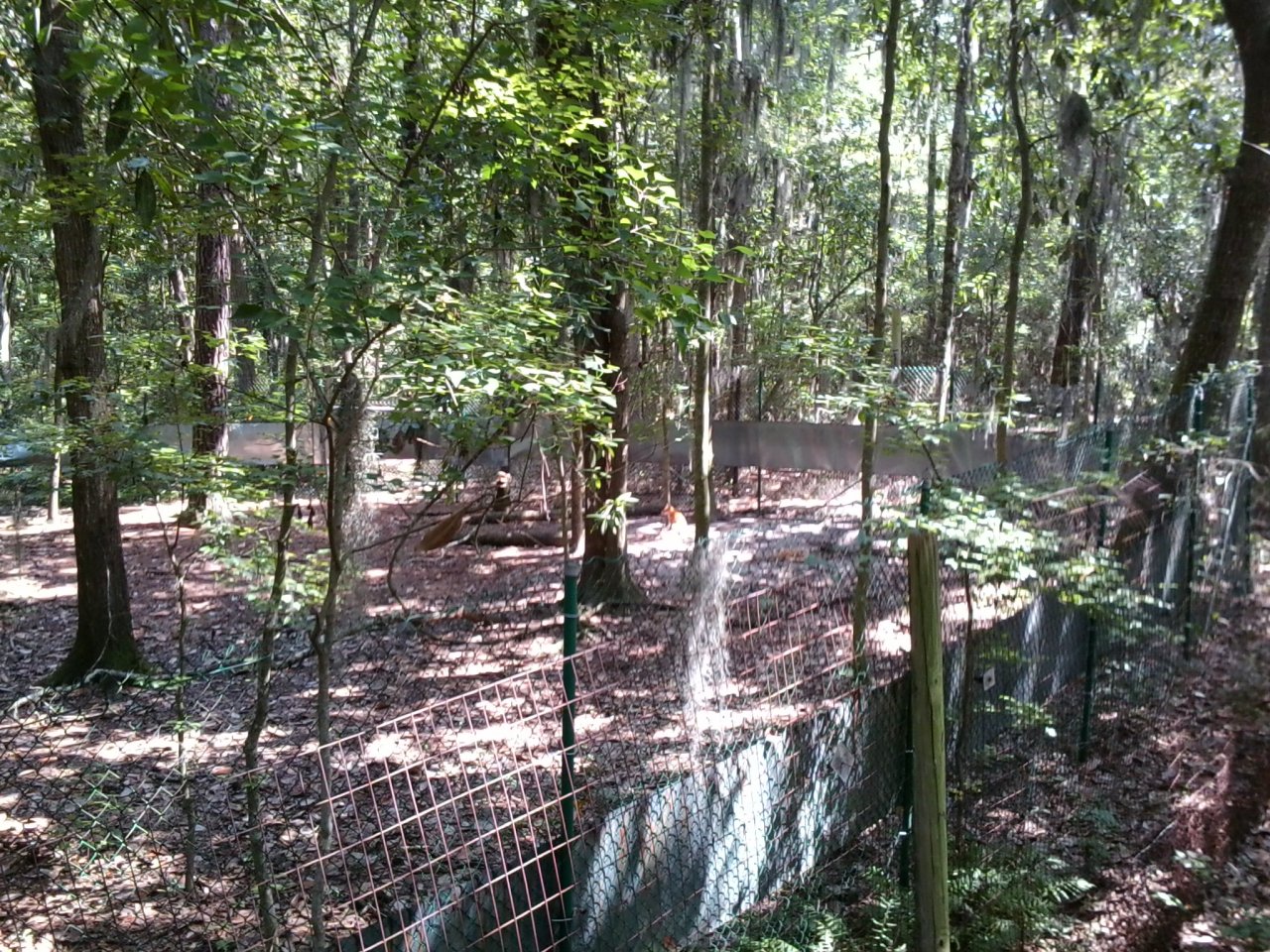 and here are some mostly animal shots from oatland island