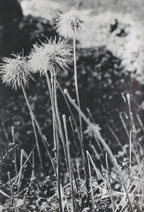 Seed heads of Acaena, Australian Alpine Life, John Child, 1969