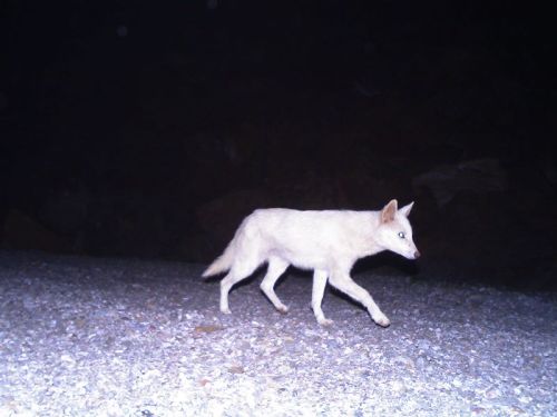 howtoskinatiger: A very rare albino Golden Jackal (Canis aureus) captured on camera in southeastern 