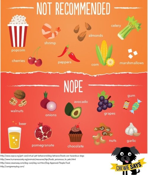 pr1nceshawn:CAN MY DOG EAT THAT? 10 TOXIC FOODS, 23 SAFE ONES & A FEW IN THE MIDDLE