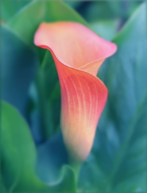 babescapes: blooms-and-shrooms: Calla Lily by hv1234  Via babescapes