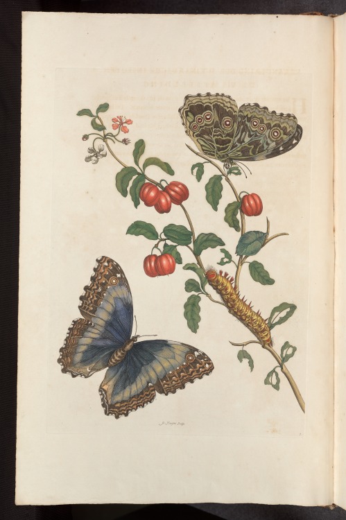 Butterflies from Maria Sibylla Merian’s Metamorphosis insectorum surinamensium (Amsterdam 1705).Sour