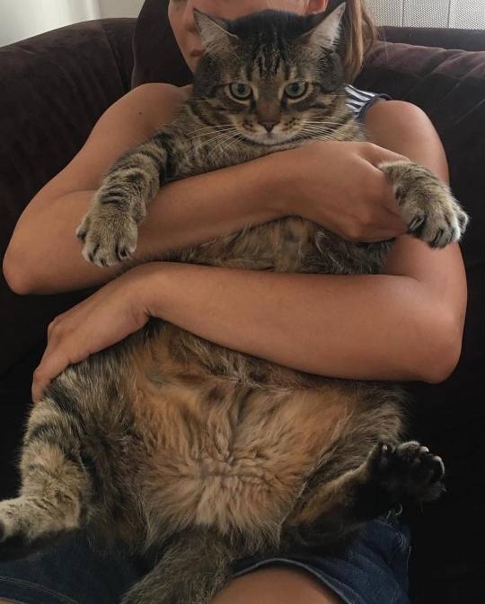 ifuckwiththerainbows:  killuo: 5peaches:  my-moonlight-us:   Big cats 😻😻  big chungus   GIANT LOAF    @princesss-piglet Look at these chonkers