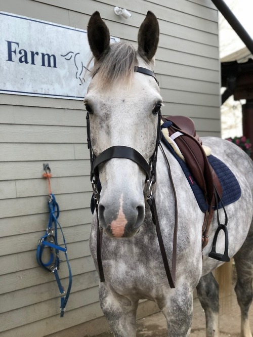 My horse is prettier than me by a long shot 