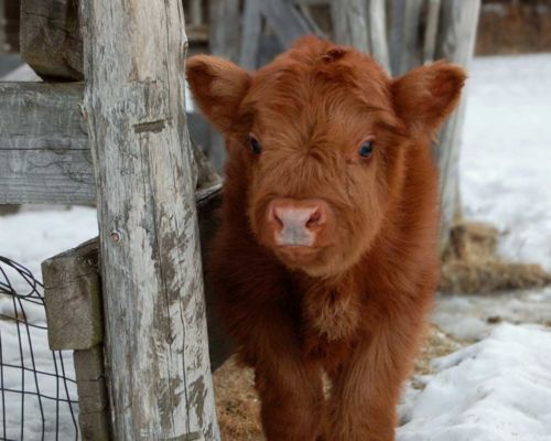 fruitelf:  castiel-for-king:  Fluffy baby cows  I want a pet cow wow 