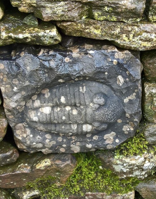 witches-art-and-weirdness:Stone carvings.Taken in the moors of skipton.