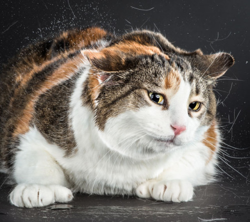 cornerof5thandvermouth:tht1chck:bobbycaputo:Portraits of Cats Shaking Themselves Clean Photographed 