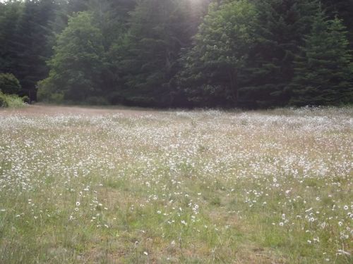 ‘’If I lay here, will Edward find me..?’’ | Meadow in Forks, Washington