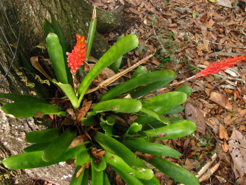 Scientific Name - Aechmea apocalyptica hybrid
Common Name - Orange Matchstick Bromeliad
Place of Origin - Brazil
Status - Not known
Edit: I’ve been told that this is an A. apocalyptica hybrid, because of the muddy flower color. The real Aechmea...
